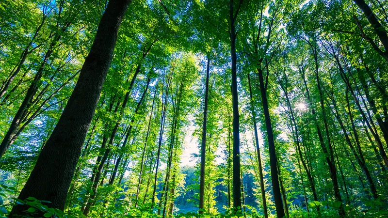 Transformationspaket Freiheit